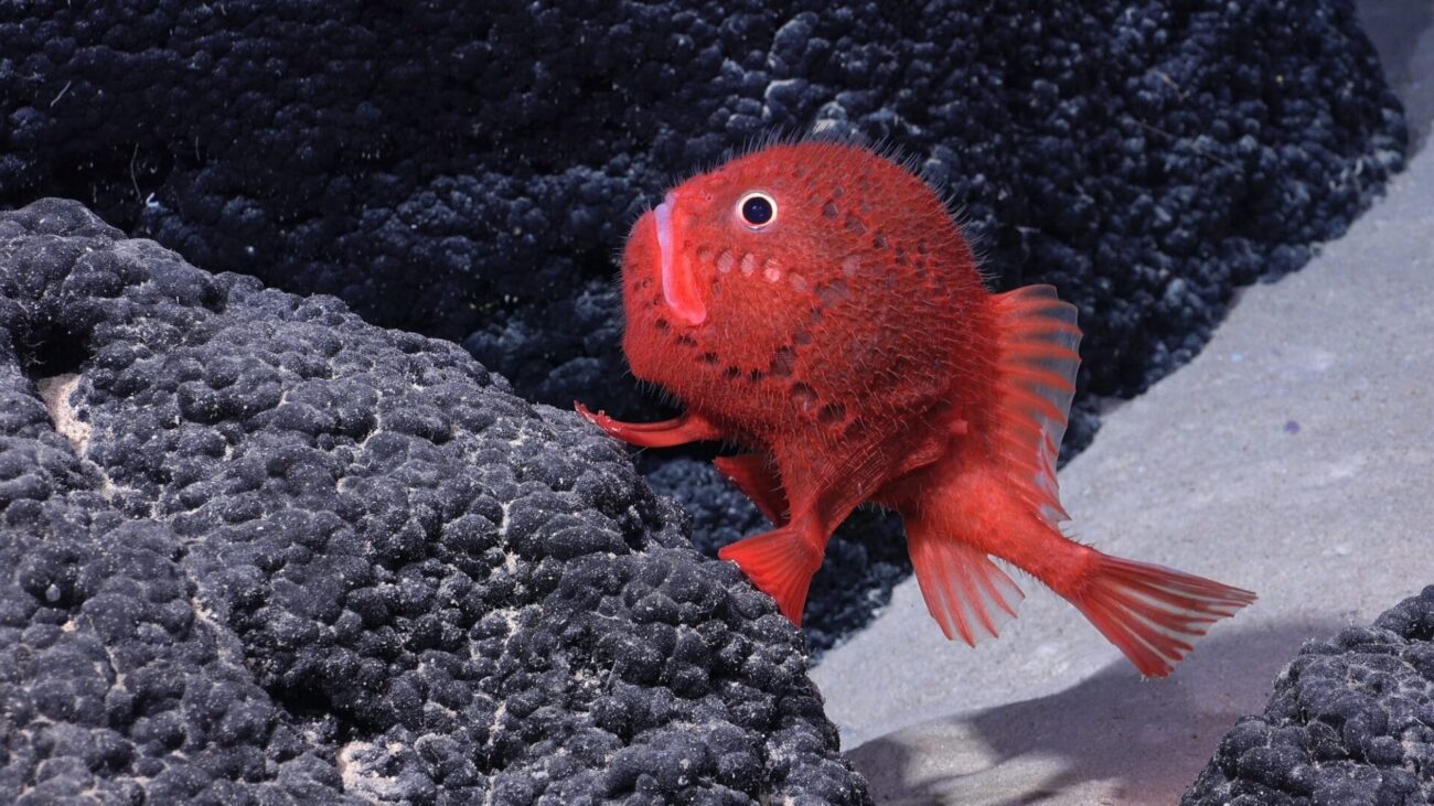 a spiky red fish on a rock